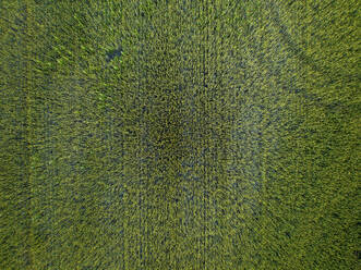 Aerial drone view of an agricultural field, Wagram an der Donau, Lower Austria, Austria. - AAEF20059