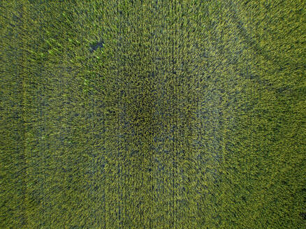 Aerial drone view of an agricultural field, Wagram an der Donau, Lower Austria, Austria. - AAEF20059