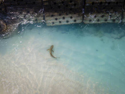 Aerial view of black tip reef shark (carcharhinus-melanopterus) in shallows on beach, Baa Atoll, Maldives. - AAEF20101