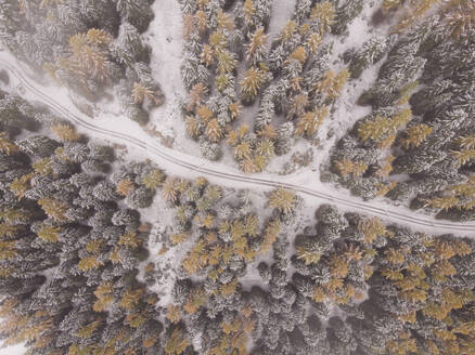 Aerial view of forest road leading through a alpine forest of pine trees, Goms, Switzerland. - AAEF20104