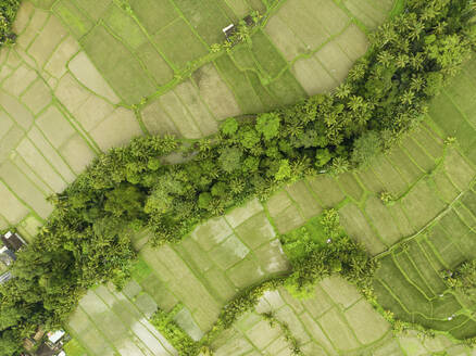 Aerial top down View of rice fields near Ubud, Bali Indonesia. - AAEF20111