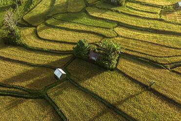 Luftaufnahme einer Reisfeldterrasse im Sidemen-Tal, Bali, Indonesien. - AAEF20210