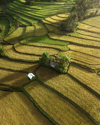 Aerial view of rice fields terrace on Sidemen Valley, Bali, Indonesia. - AAEF20211