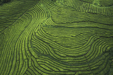 Aerial drone view of shapes of Cha Gorreana tea plantation at Sao Miguel, Azores, Portugal. - AAEF20224