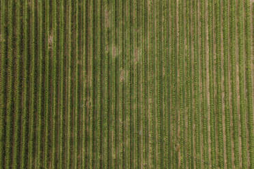Aerial view of an agricultural field in Obidos countryside, Leiria district, Portugal. - AAEF20422