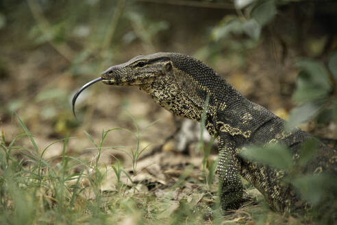 Monitor Lizard, Tanjung Rhu, Pulau Langkawi, Kedah, Malaysia, Southeast Asia, Asia - RHPLF26066