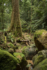 Rainforest, Santubong, Sarawak, Borneo, Malaysia, Southeast Asia, Asia - RHPLF26079