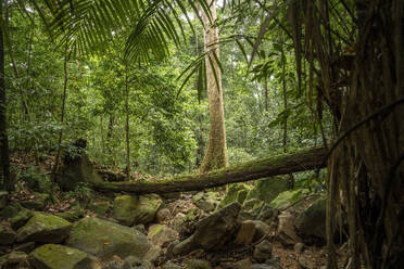 Rainforest, Santubong, Sarawak, Borneo, Malaysia, Southeast Asia, Asia - RHPLF26082