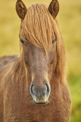 An Icelandic pony in countryside near the town of Stykkisholmur, Snaefellsnes peninsula, west coast of Iceland, Polar Regions - RHPLF26221