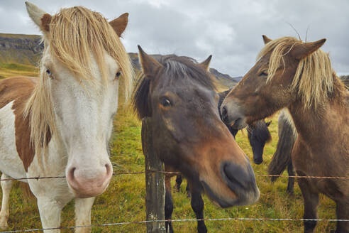 Icelandic ponies in countryside near the town of Stykkisholmur, Snaefellsnes peninsula, west coast of Iceland, Polar Regions - RHPLF26228