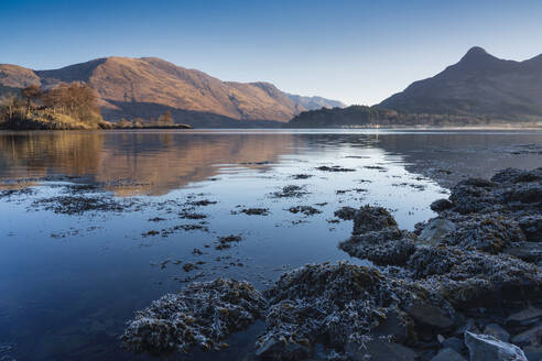 Frosted seaweed along the shore of Loch Leven, Lochaber, Scotland, United Kingdom, Europe - RHPLF26234