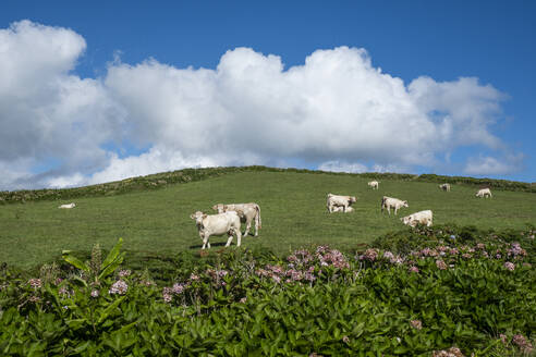 White cows grazing in a green field under a blue sky with white clouds and hydrangea plants in the foreground, Flores island, Azores islands, Portugal, Atlantic, Europe - RHPLF26278