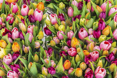 Colourful fresh tulips on sale in flower market, Amsterdam, Netherlands, Europe - RHPLF26291