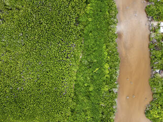 Aerial view of a wetland in Ojo de Agua Manglar San Crisanto, a natural reserve in Sinanché Municipality, Yucatan, Mexico. - AAEF20565