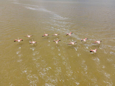 Aerial view of Pink Flamingo at Laguna Rosada, the pink salt lakes in Dzemul Municipality, Yucatan, Mexico. - AAEF20569
