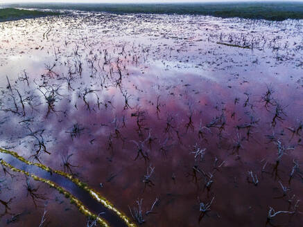 Aerial view of dead trees in a wetland in San Benito, Yucatan, Mexico. - AAEF20578
