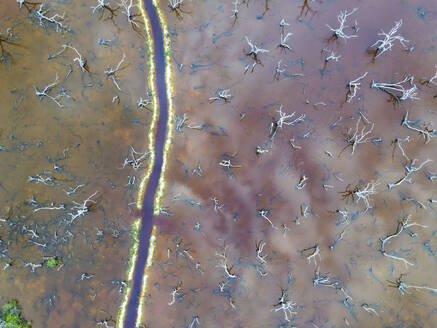 Aerial view of dead trees in a wetland in San Benito, Yucatan, Mexico. - AAEF20579