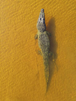 Aerial view of a crocodile in a wetland as natural reserve, Yucatan, Mexico. - AAEF20582