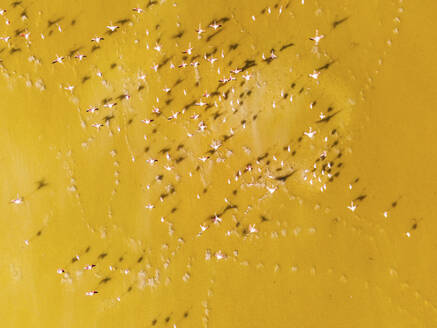 Luftaufnahme einer Gruppe von Flamingos in einem Feuchtgebiet, Progreso, Yucatan, Mexiko. - AAEF20583