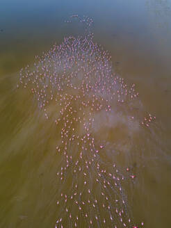 Luftaufnahme einer Gruppe von Flamingos, die in Progreso, Yucatan, Mexiko, fliegen. - AAEF20584