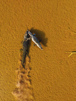 Aerial view of a couple of crocodile in a wetland as natural reserve, Yucatan, Mexico. - AAEF20602