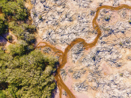 Aerial view of dead trees in a wetland, San Benito, Yucatan, Mexico. - AAEF20605