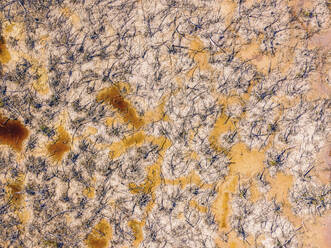 Aerial view of dead trees in a wetland, San Benito, Yucatan, Mexico. - AAEF20606