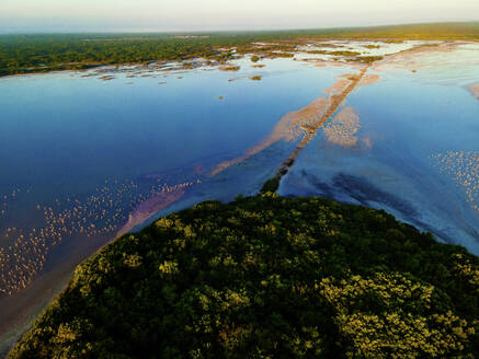 Luftaufnahme des Nistgebiets von 20.000 Flamingos in San Crisanto, Yucatan, Mexiko. - AAEF20611