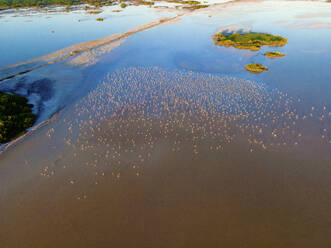 Luftaufnahme des Nistgebiets von 20.000 Flamingos in San Crisanto, Yucatan, Mexiko. - AAEF20612