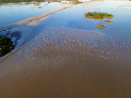 Luftaufnahme des Nistgebiets von 20.000 Flamingos in San Crisanto, Yucatan, Mexiko. - AAEF20612