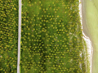 Aerial view of a road following the coastline crossing the wetland along the coast in San Crisanto, Yucatan, Mexico. - AAEF20615