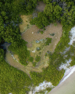 Aerial view of birds in a wetland at Laguna Rosada with pink lakes in Dzemul Municipality, Yucatan, Mexico. - AAEF20616