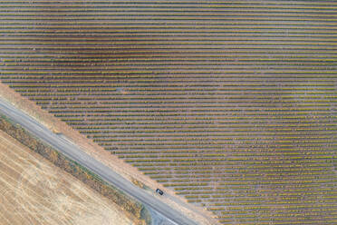 Aerial view of a road crossing the agricultural fields in countryside, Valensole, France. - AAEF20660