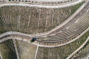 Luftaufnahme von Weinbergen in der Landschaft bei Sao Cristovao do Douro, Portugal. - AAEF20674