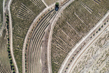 Luftaufnahme von Weinbergen in der Landschaft bei Sao Cristovao do Douro, Portugal. - AAEF20675