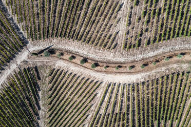 Luftaufnahme der Douro-Weinberge mit Oliven in der Region Porto bei Pinhao, Portugal. - AAEF20676