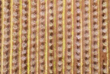 Aerial view of blossom almond plantation, Lower Galilee, Israel. - AAEF20756