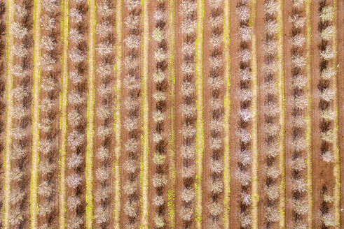 Aerial view of blossom almond plantation, Lower Galilee, Israel. - AAEF20756