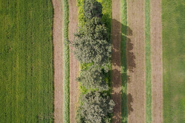 Aerial view of a wheat pattern in a field, kibbutz saar, Israel. - AAEF20757