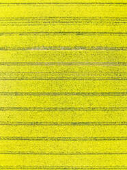 Abstract aerial view of lines in rapeseed field, Kleve, Nordrhein-Westfalen, Germany. - AAEF20773