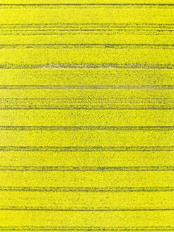 Abstract aerial view of lines in rapeseed field, Kleve, Nordrhein-Westfalen, Germany. - AAEF20773