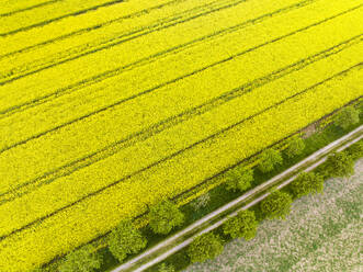 Abstract aerial view of lines in rapeseed field and unpaved road with trees, Kleve, Nordrhein-Westfalen, Germany. - AAEF20774