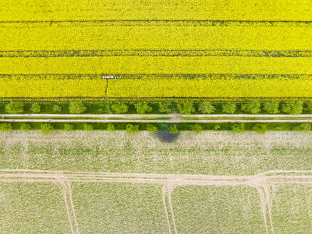 Abstract aerial view of lines in rapeseed field and unpaved road with trees, Kleve, Nordrhein-Westfalen, Germany. - AAEF20775