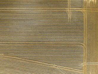 Abstract aerial view of cropland with tractor tracks, Midden-Drenthe, Drenthe, Netherlands. - AAEF20777