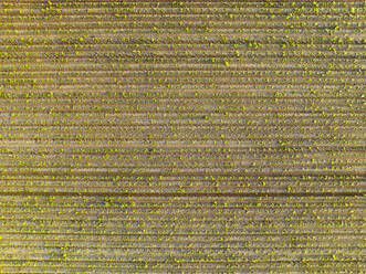 Abstrakte Luftaufnahme von Ackerland mit Gemüse und Traktorspuren, Midden-Drenthe, Drenthe, Niederlande. - AAEF20778