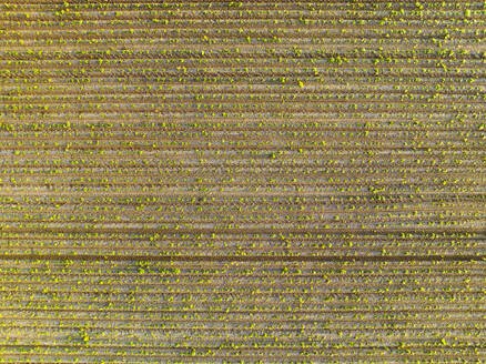 Abstract aerial view of cropland with vegetables and tractor tracks, Midden-Drenthe, Drenthe, Netherlands. - AAEF20778