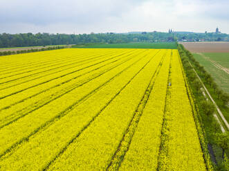 Aerial view of rapeseed field and unpaved road in front of city Kleve, Nordrhein-Westfalen, Germany. - AAEF20787