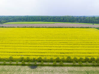 Aerial view of rapeseed field, forest and road with trees, Kleve, Nordrhein-Westfalen, Germany. - AAEF20788