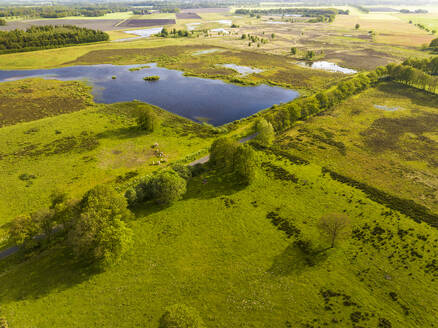 Luftaufnahme von Grasland, Bäumen, weidenden Kühen und Seen im Naturerholungsgebiet Scharreveld, Westerbork, Drenthe, Niederlande. - AAEF20790