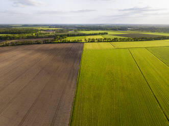 Aerial view of farmland and rows of trees during spring in beautiful light, Bruntinge, Midden-Drenthe, Drenthe, Netherlands. - AAEF20793